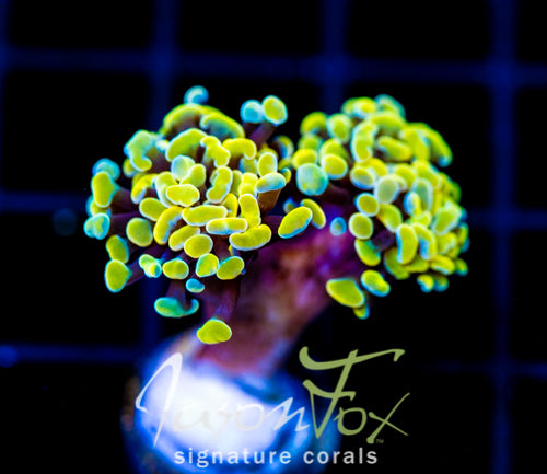 JF NEON NIGHTSHADE HAMMER 2 HEADS
