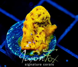 JF BLINDING ORANGE LEPTO