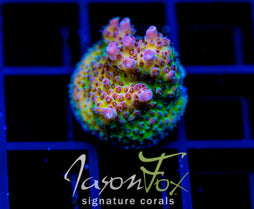 JF STRAWBERRY WINE ACRO