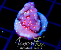 JF LUNAR LEPTO