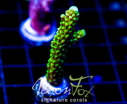 GREEN SLIMER ACRO