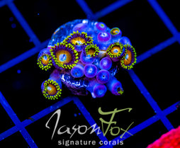 JF AUSSIE SCAMBLED EGG ZOAS