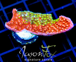 JF GRAFTED SUN MONTI