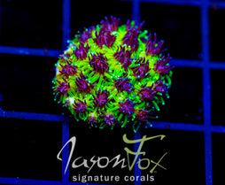 JF INFERNO GALAXIA