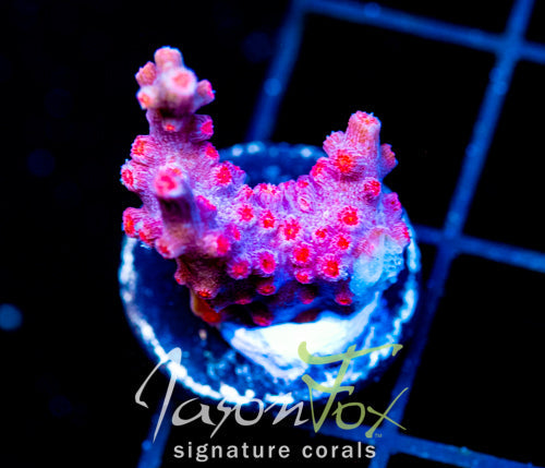 JF PINK BRANCHING CYPHASTREA