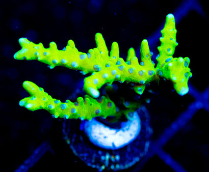 BR GREEN GOBLIN ANACROPORA