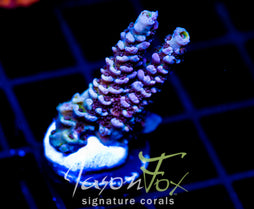 JF PIMPED OUT TENIUS