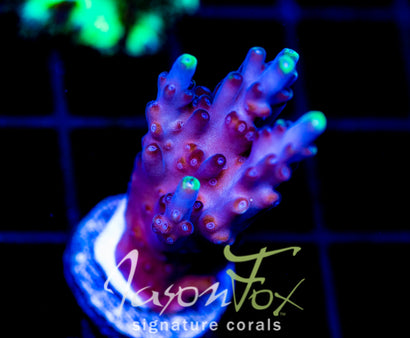WYSIWYG – Jason Fox Signature Corals