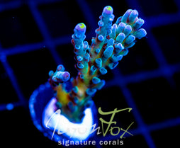 JF LEMONGRASS ACRO