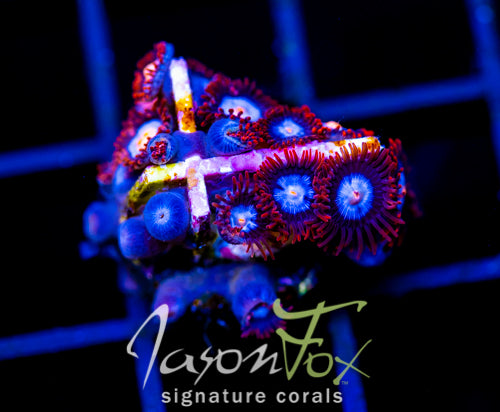 JF COSMIC ECLIPSE ZOAS