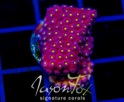 BLING BLING CYPHASTREA