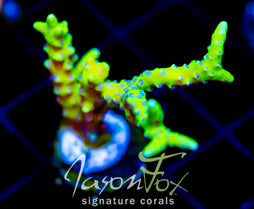 BR GREEN GOBLIN ANACROPORA