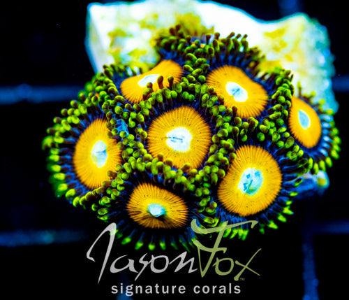 JF AUSSIE SCAMBLED EGG ZOAS