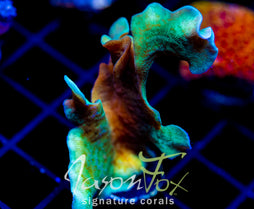 JF JUNGLE GYM BRANCHING LEPTO XL FRAG