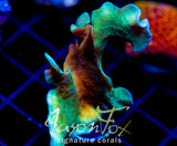 JF JUNGLE GYM BRANCHING LEPTO XL FRAG