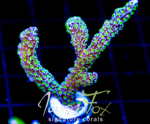 TUBS MONTI STELATTA XL FRAG