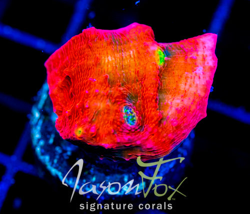 JF PINK BOOBIES CHALICE