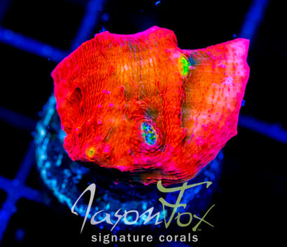 JF PINK BOOBIES CHALICE