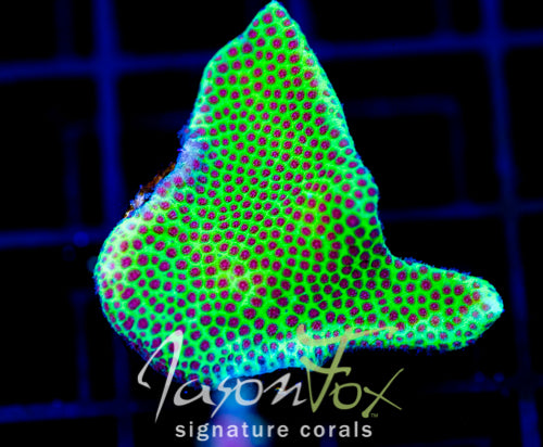 SPECIAL PORITES