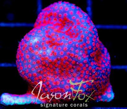 JF COLISION COURSE PORITES