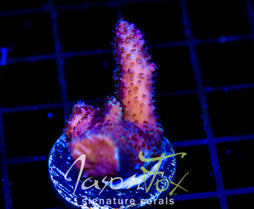 HUGOS RAINBOW STAG