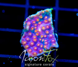 JF BUZZ KILL CYPHASTREA