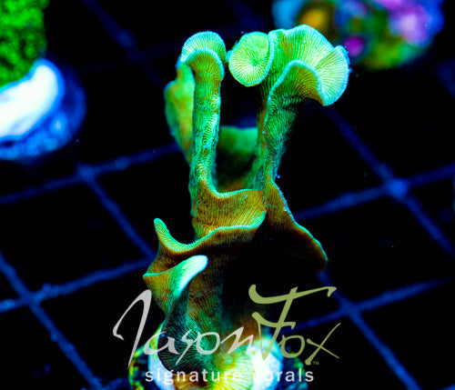 JF JUNGLE GYM BRANCHING LEPTO