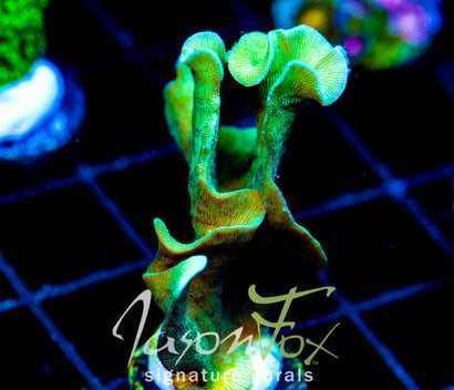 JF JUNGLE GYM BRANCHING LEPTO