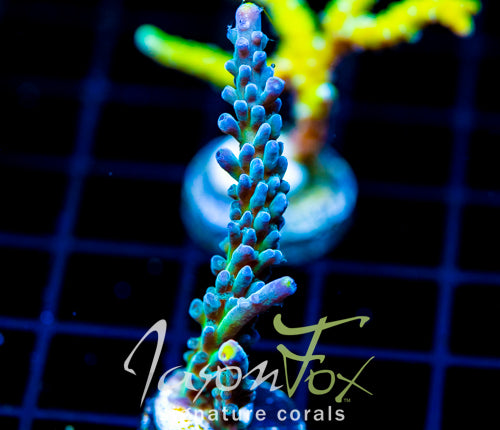 JF LEMONGRASS ACRO