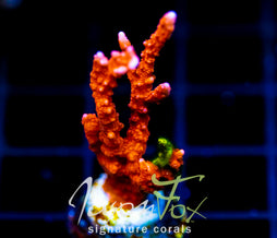 JF FIRESTARTER MONTI HIRSUTA