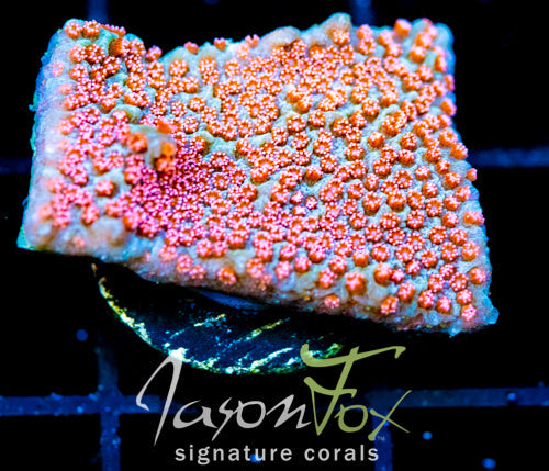 GB SEVEN HEAVENS MONTI