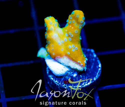 JF SWEET TOOTH MONTI