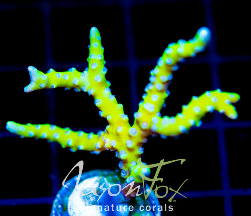 BR GREEN GOBLIN ANACROPORA