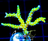 BR GREEN GOBLIN ANACROPORA