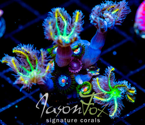 JF YELLOW INFUSED RAINBOW CLOVES COMBO