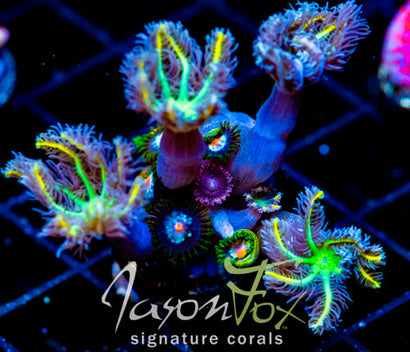 JF YELLOW INFUSED RAINBOW CLOVES COMBO