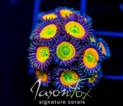 JF INSANE RAINBOW PALYS XL FRAG