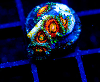 JF RAINBOW INCINERATORS ZOAS