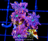 JF ORANGE INFUSED RAINBOW CLOVES