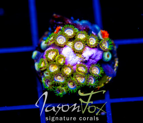 JF LAZER LEMONS ZOAS COMBO – Jason Fox Signature Corals