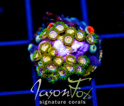 JF LAZER LEMONS ZOAS COMBO
