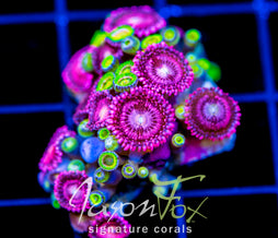 JF BURNING BLOSSOMS COMBO XL FRAG
