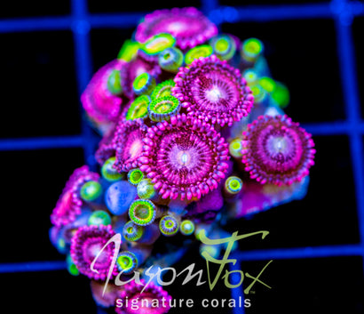WYSIWYG – Jason Fox Signature Corals
