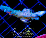 JF SNOWBLIND ACRO XL FRAG