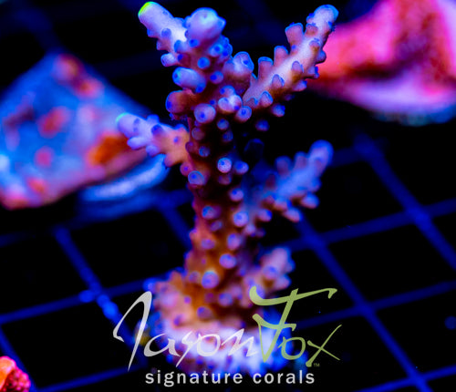 WWC YELLOW TIPS ACRO XL FRAG