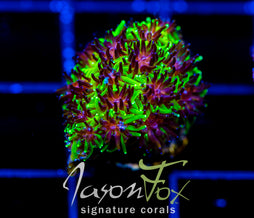 JF INFERNO GALAXIA
