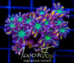 JF YELLOW INFUSED RAINBOW CLOVES