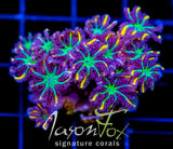 JF YELLOW INFUSED RAINBOW CLOVES