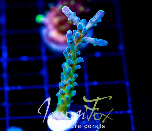 JF LEMONGRASS ACRO