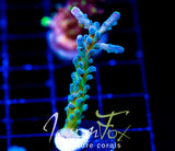 JF LEMONGRASS ACRO